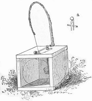 The Box Snare - Country Sports - Pigeon Watch Forums