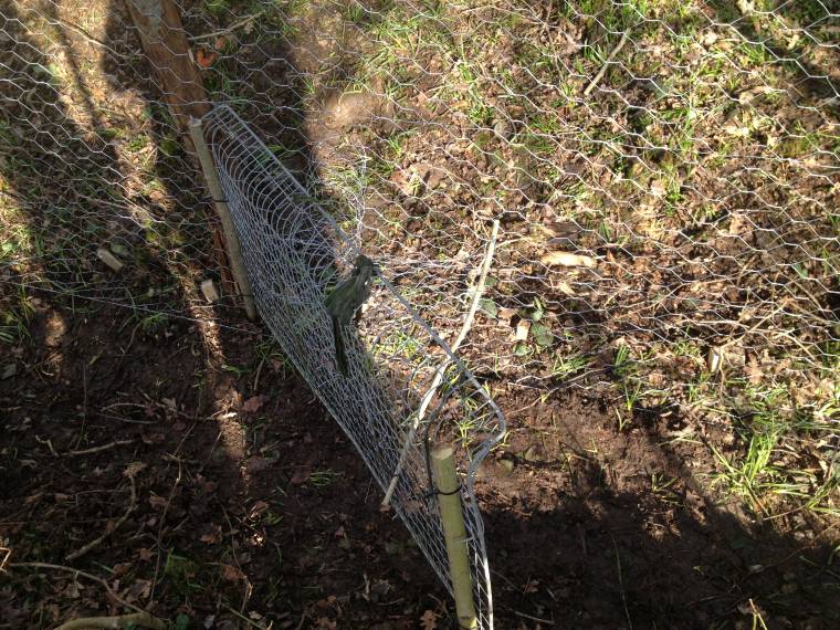 Few Pictures from my New Pheasant Pen - Gamekeeping and Shoot ...