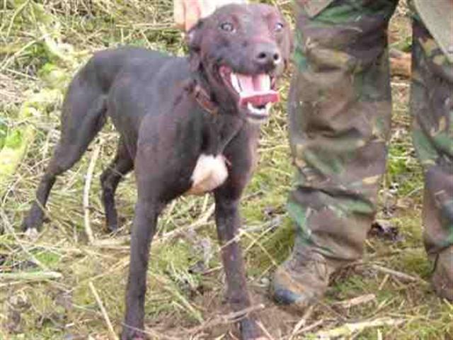 Lurcher Pups Other Sales Pigeon Watch Forums