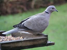 collared dove.jpg