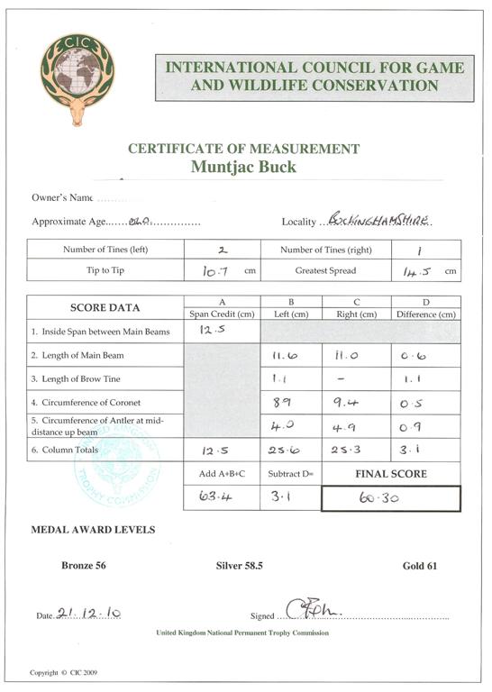 Muntjac CIC Score (Medium).JPG