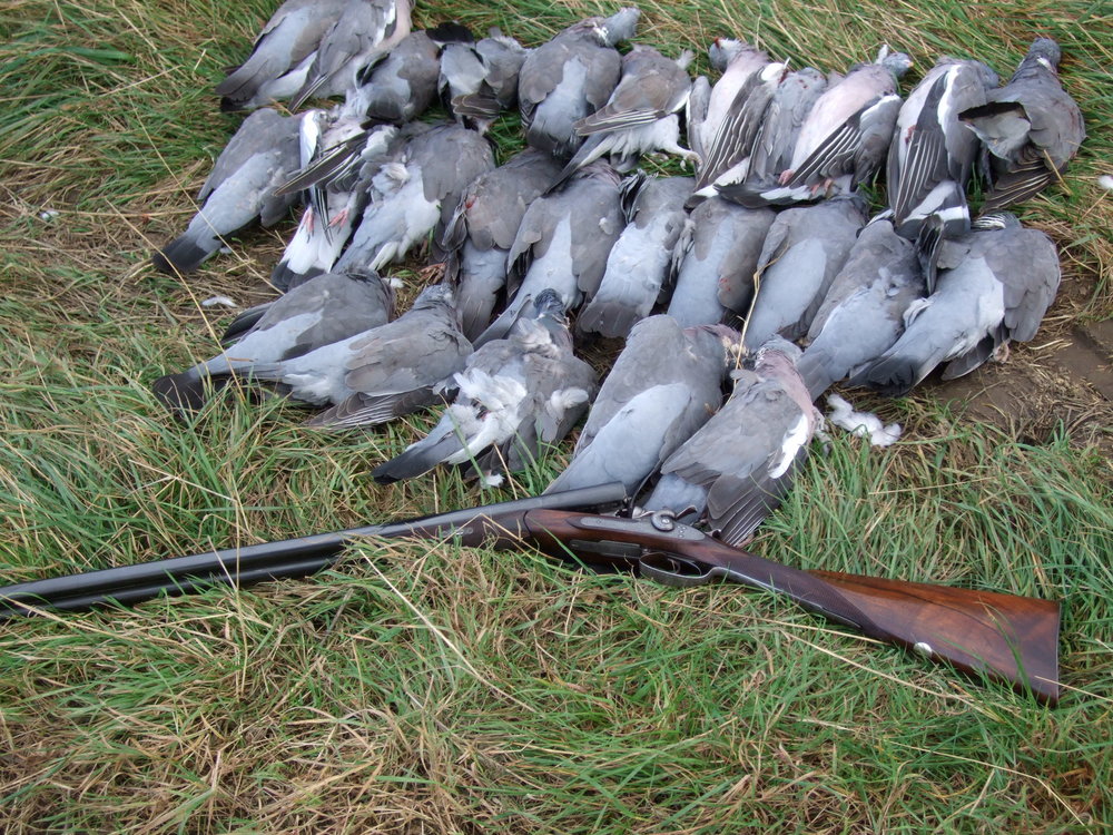 Horsley pigeons 004.JPG