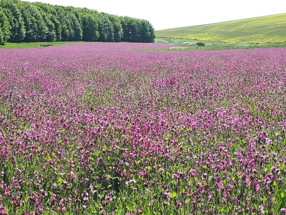 24380928_thumbnail_20180521_145510redcampion.jpg.2382cb22367e12a350bf85ee379f30a6.jpg