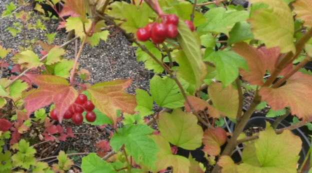 Viburnum-opulus-berries-and-fall-leaves-624x347.png.6cf7aa622a814d3684e689d48105f7e0.png