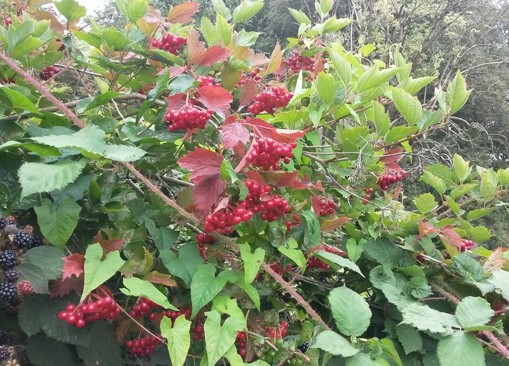bush&berry.jpg