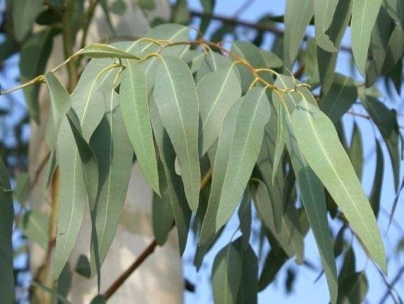 dried-eucalyptus-eucalyptus-leaves-organic-dried-eucalyptus-by-dried-eucalyptus-leaves-uses.jpg.92da4e9c16a32d436b360811dc1eb3d0.jpg