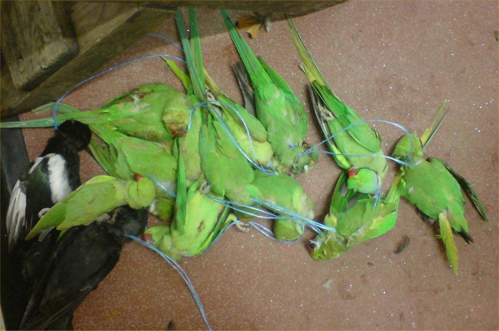 Parakeet001a.jpg.36eea037df52142625d20b54783ad2e4.jpg