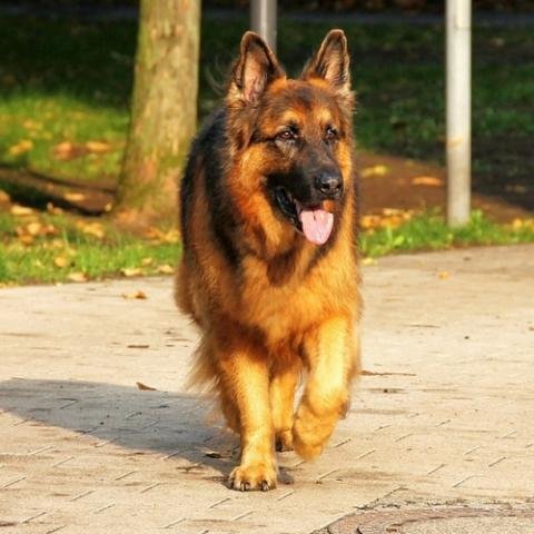 german-shepherd-dog-breed-info.jpg