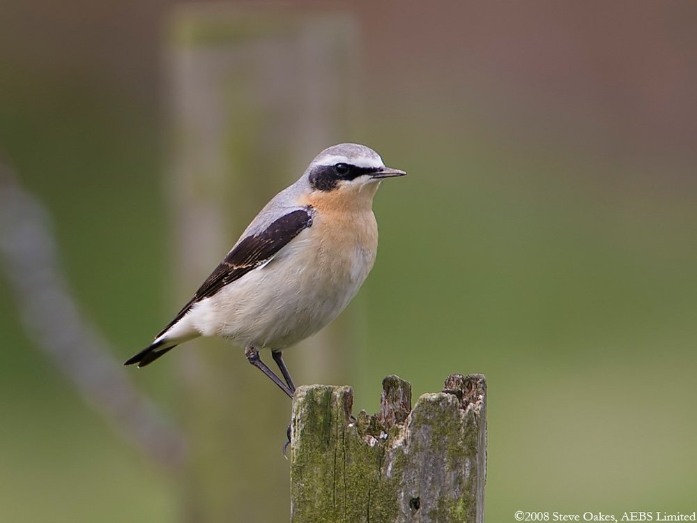 wheatear.jpg.076b1e245ed48176bb474ec935363446.jpg