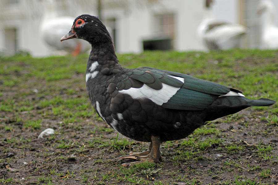 1-female-muscovy-duck-tony-murtagh.jpg