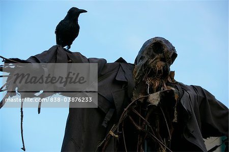 838-03876233em-bird-perching-on-a-scarecrow-in-a-field.jpg