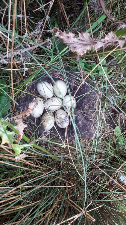 Pictures Tufted duck nest.jpg