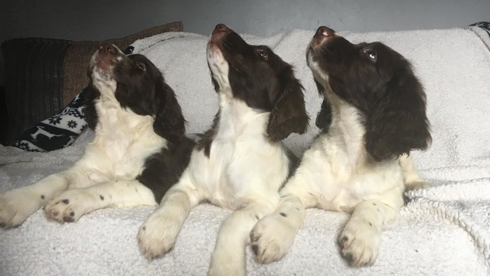 Housty kennels hotsell dogs for sale