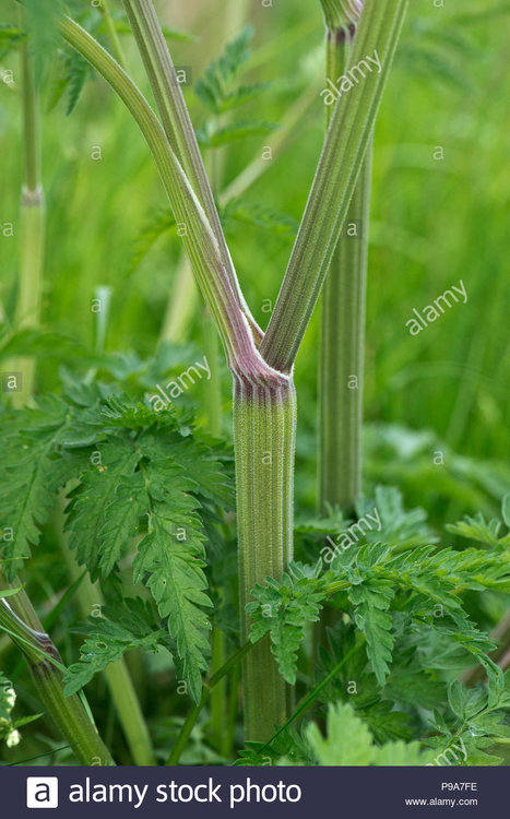 cow-parsley-anthriscus-sylvestris-stem-node-on-wild-umbellifer-berkshire-june-P9A7FE.jpg.8962719b3eb367c986ae3f517a20681c.jpg