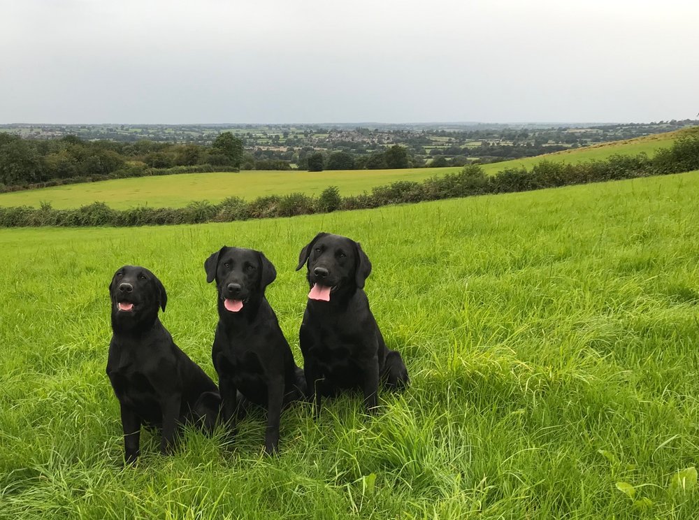 lab pups.jpg