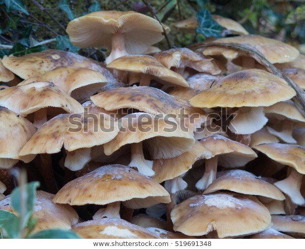 cluster-honey-fungus-armillaria-mellea-600w-519691348.jpg.6885110a8bd7ab85a344dfc4cc04e2c4.jpg