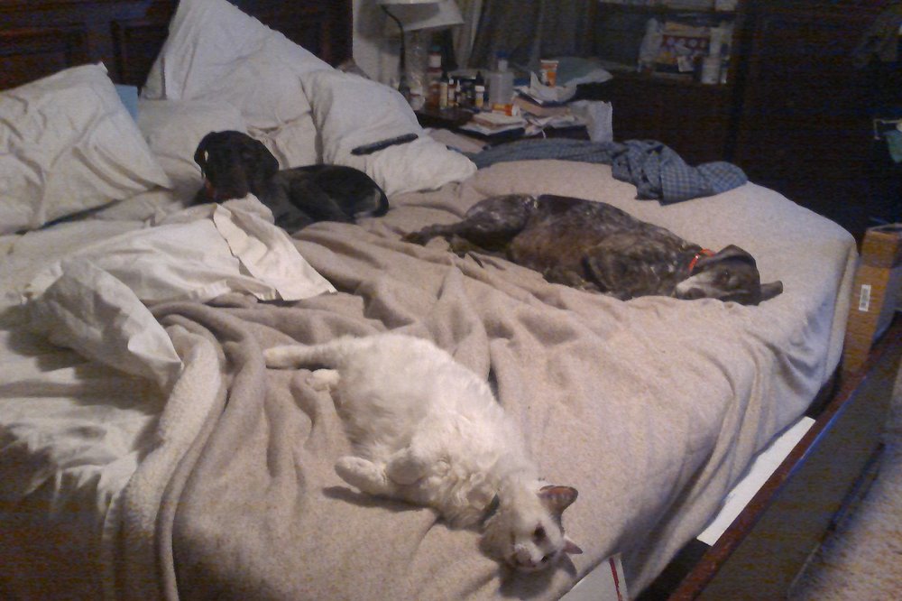 dogs and cat on bed.JPG