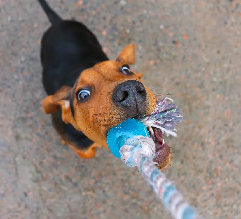 Dog Tug of War Looking Up.jpg