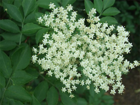 elderflowers.jpeg