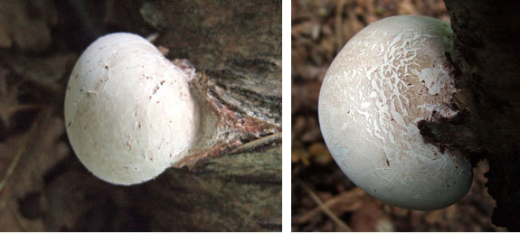 young-birch-polypore-fungus.jpg.3198803ed664c7ae53bebb6e23345fbd.jpg