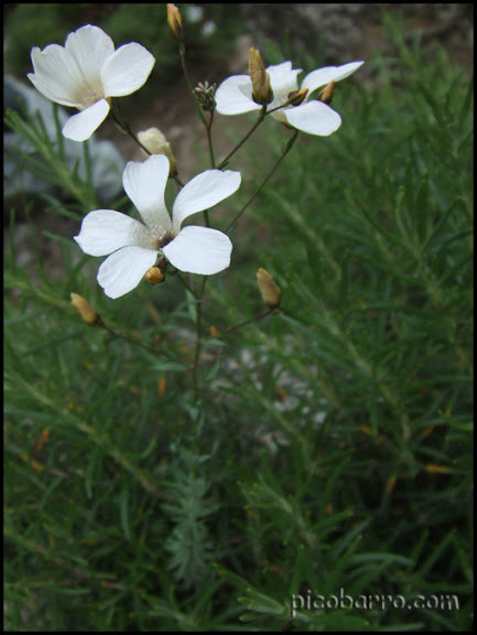 Linum_suffruticosum.jpg.61dd56994e077071c96441b73c49e5b0.jpg