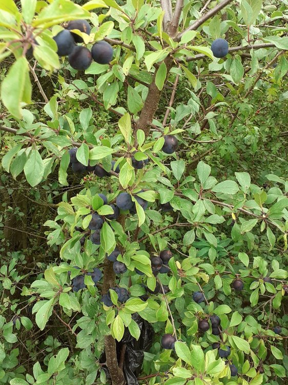 Pictures Damsons August 2020.jpg
