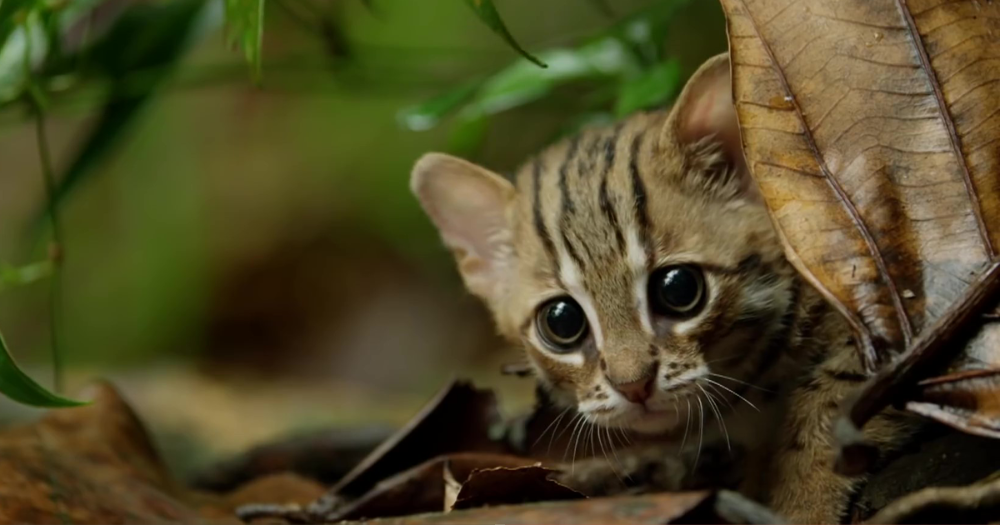 worlds-smallest-wild-cat-rusty-spotted-fb6.png