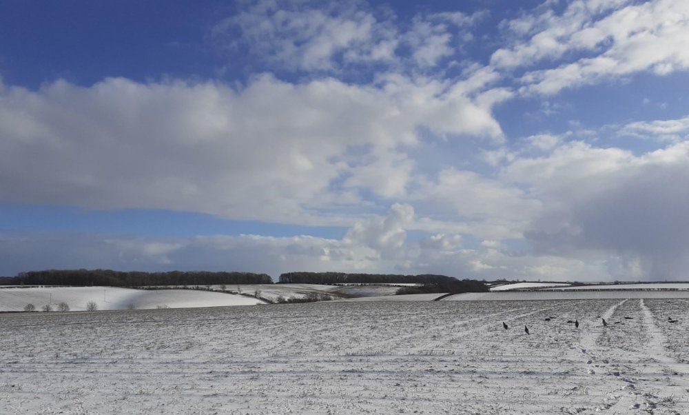 Binbrook snow decoying 1.jpg