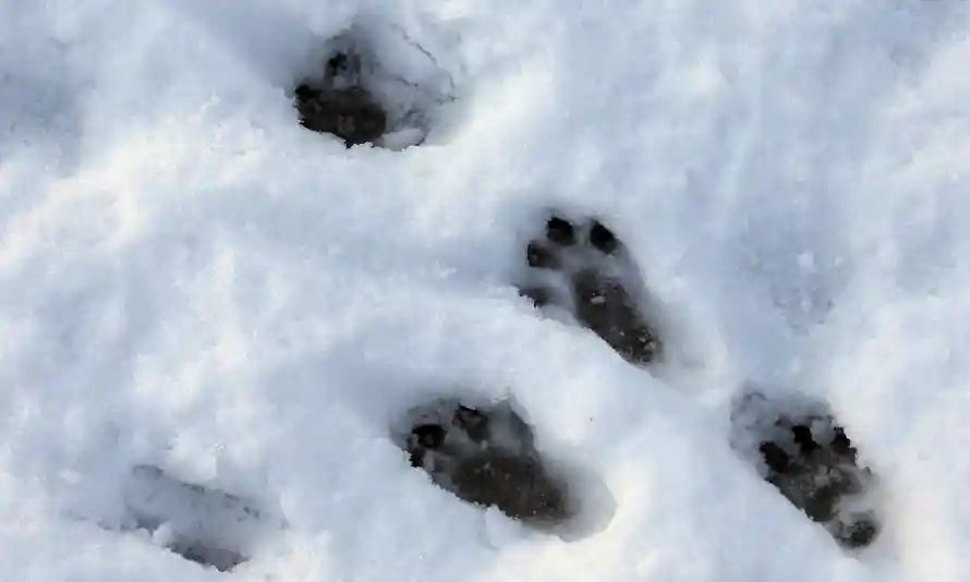 otter foot print.jpg