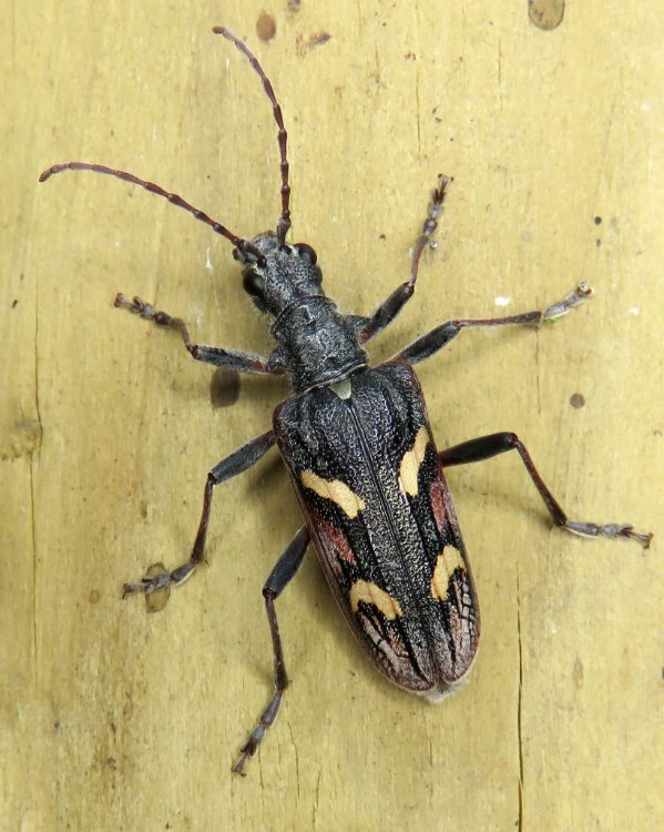 two banded longhorn beetle.jpg