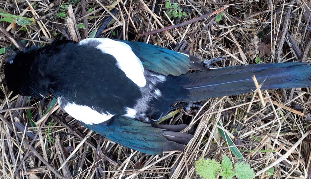 Pictures Magpie..jpg