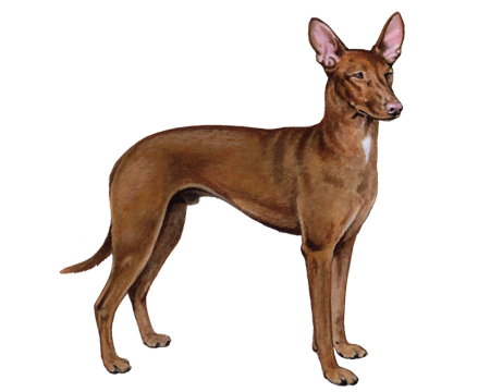 Pharaoh_Hound_Color_Small_File.png