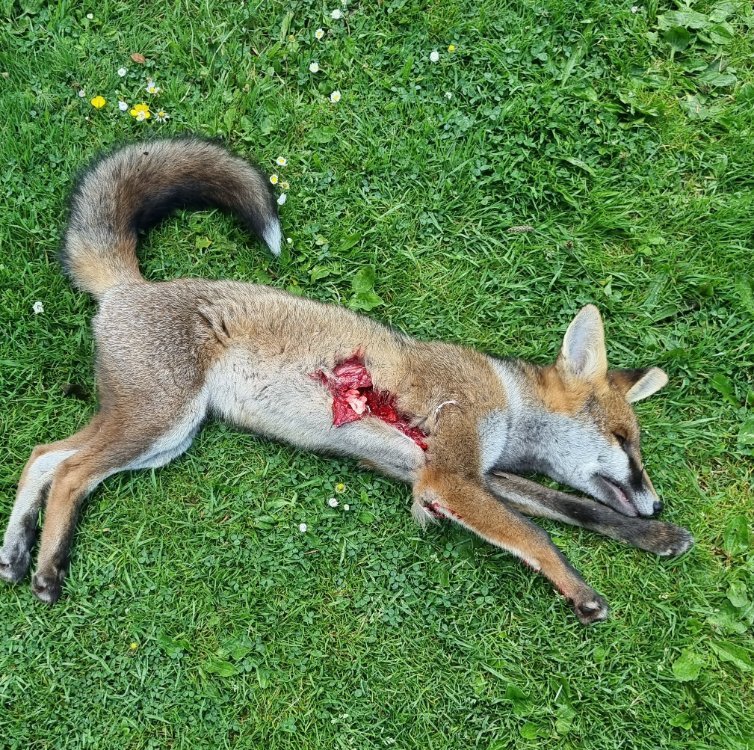 Fox0722.jpg