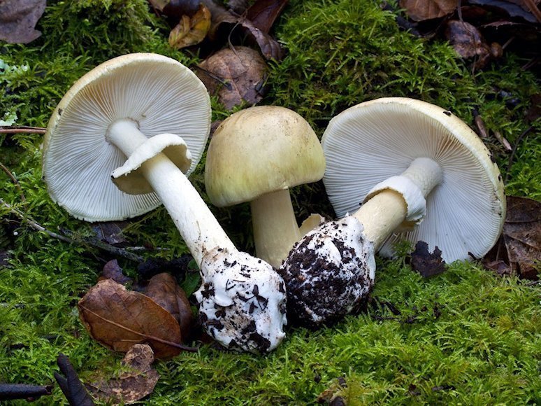 Amanita_phalloides.jpg.jpg