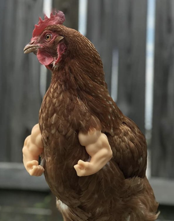 624769627_strongchicken.jpg.24ccd09f19741d0763cd2b92e45087ce.jpg