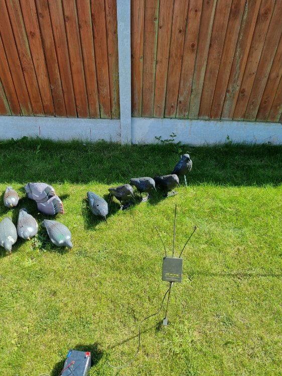 Lots of Pidgeon/crow shooting equipment - Other Sales - Pigeon Watch Forums