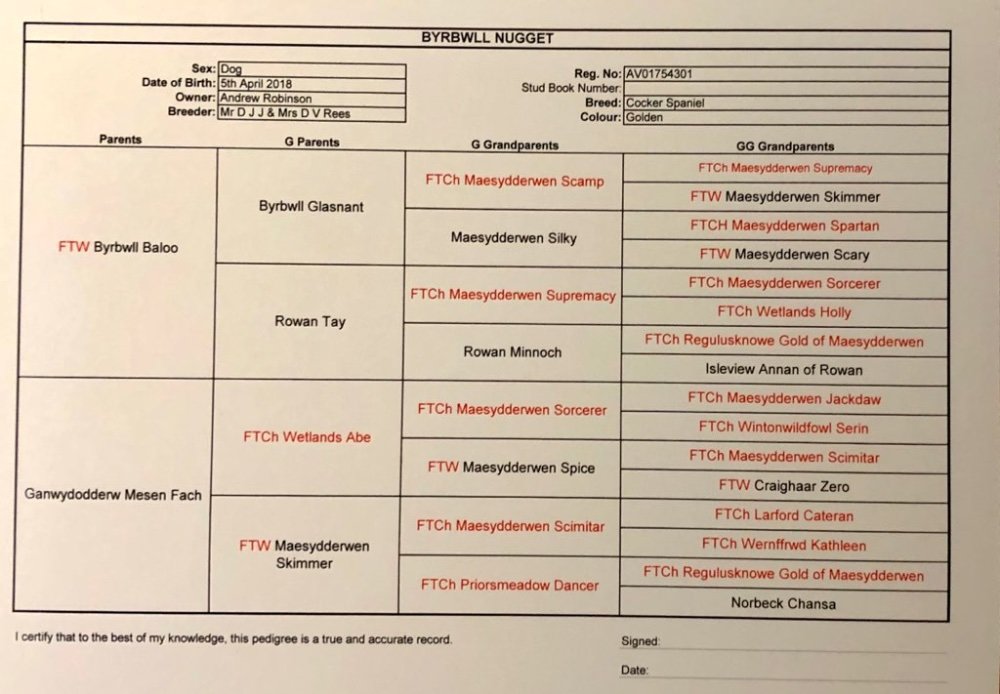 Teddy pedigree.jpg