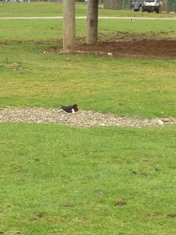 oystercatcher.jpg