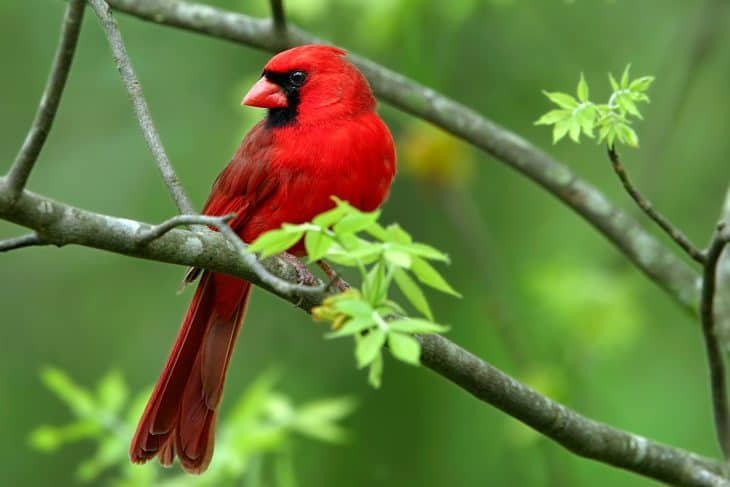 cardinal-bird-730x487.jpg