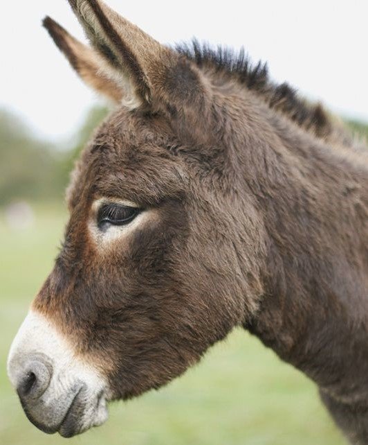 DONKEY 2.jpg