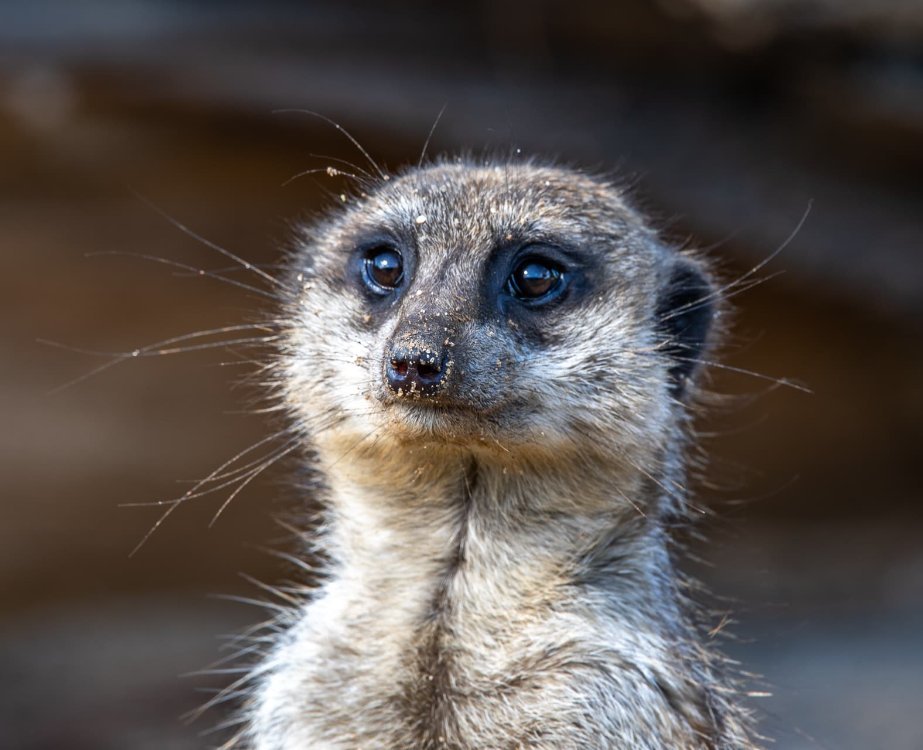 Meerkat 3.jpg