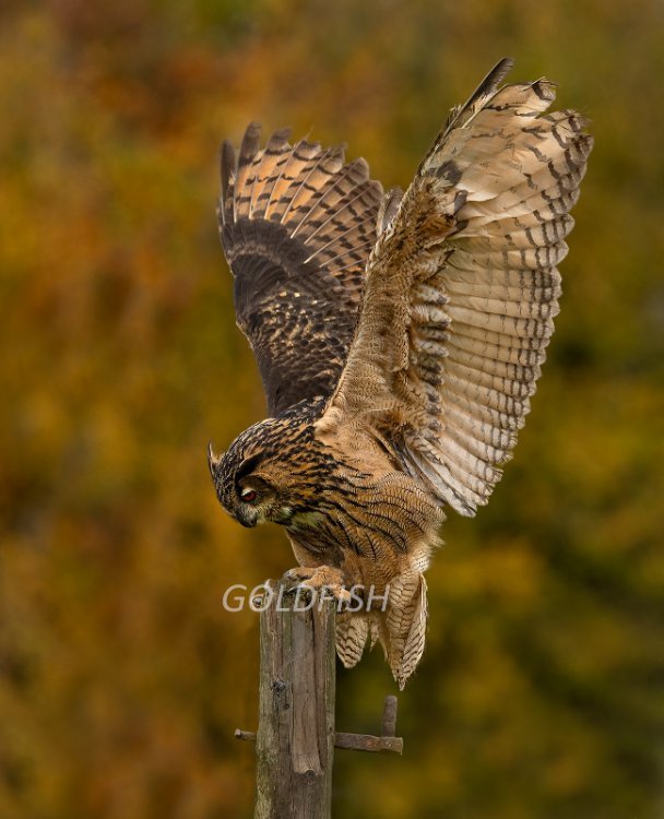 Eagle Owl 1e R3 EF 300 2.8 LP PW4.jpg