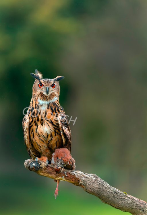 Eagle Owl 1a R5 Rf 70 x 200 2.8 LP crop PW1.jpg