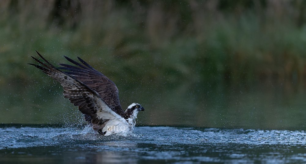 Osprey 1d LP  PW crop.jpg