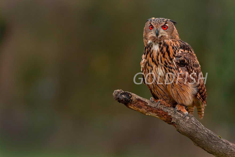 Eagle Owl 1c R3 EF 300 2.8 LP crop PW3.jpg