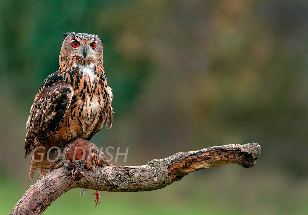 Eagle Owl 1b R3 EF 300 2.8 LP crop PW4.jpg