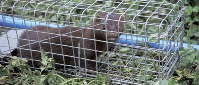 Mink-Trapping-Tips-feat.jpg.44922784f25121618072d44fd7999309.jpg