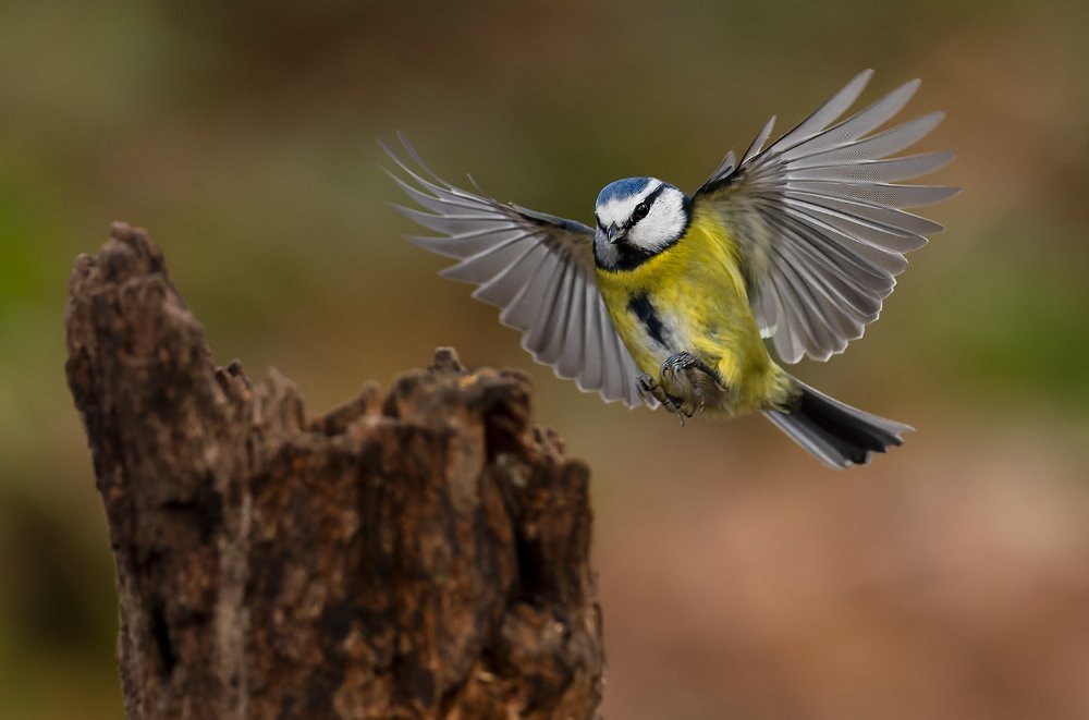 Blue Tit 1a R3 EF300 2 8 LP crop.jpg