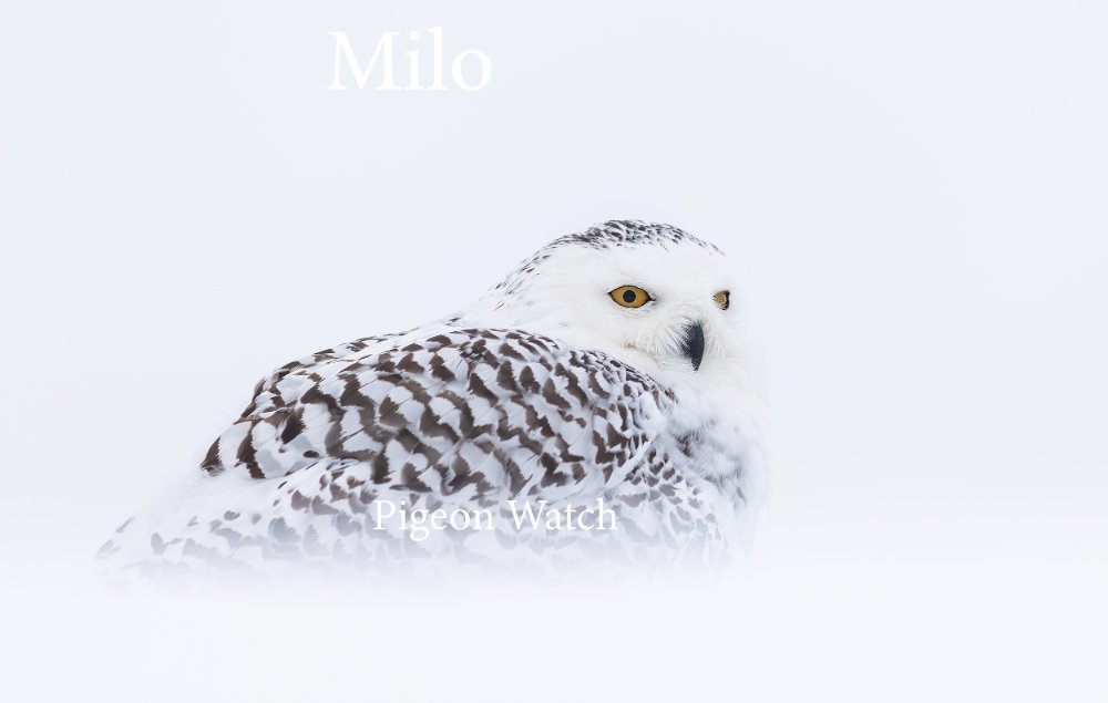 Snowey Owl a2 R5 ii ef 300 LP crop edit PW.jpg