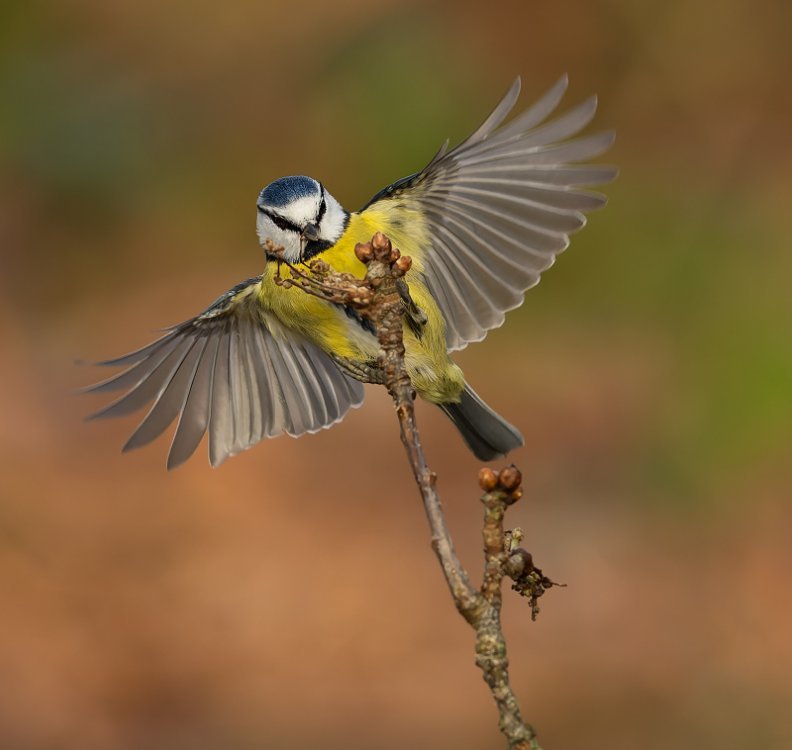 Blue Tit 1b R3 EF300 2 8 LP crop.jpg